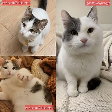 Pişiklər: Dişi, Erkək, Yaxşı əllərə — 1