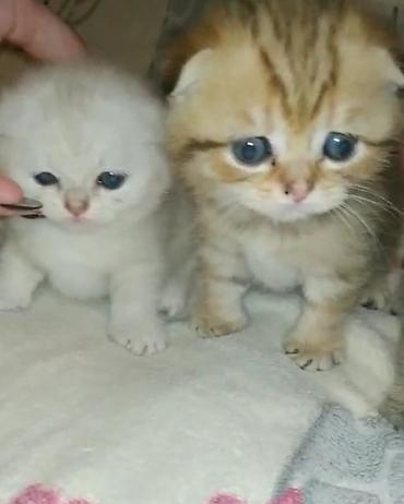 Pişiklər: Şotland — 12