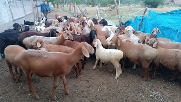 Баран, овца: Продаю | Овца (самка) — 4