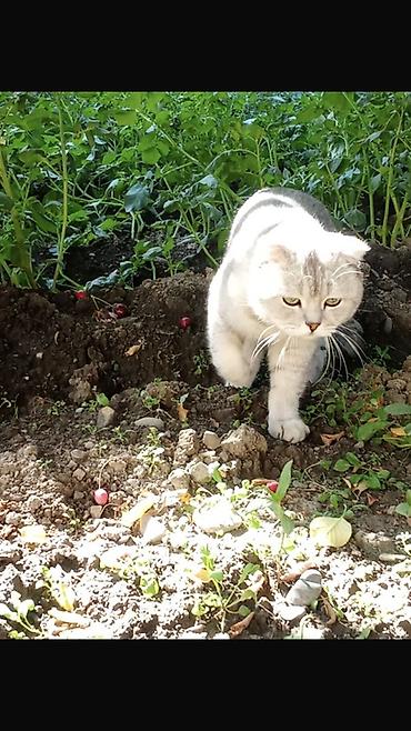 пиявка бишкек: Шотландская вислоухая кошка (Scottish Fold) - Окрас: серебристый — 1