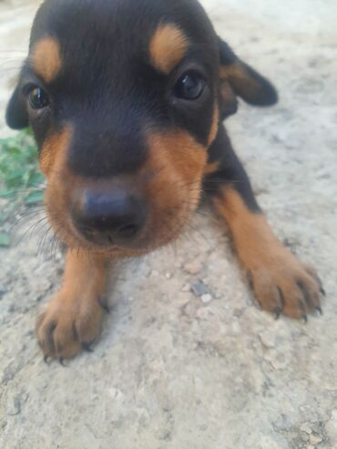itler: Doberman, 1 ay, Dişi, Ünvandan götürmə, Ödənişli çatdırılma