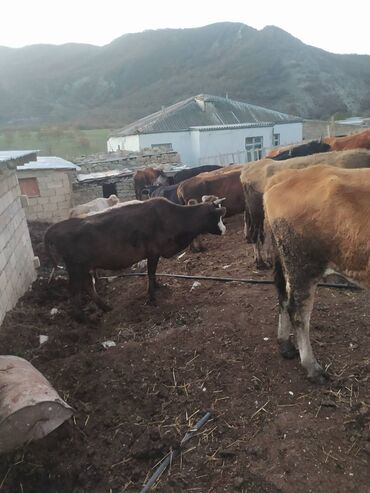 Inəklər, öküzlər: 30 ədəd inək, 16 düyə 26 dişi dana, 5 erkək dana,3 buzov satilir — 5