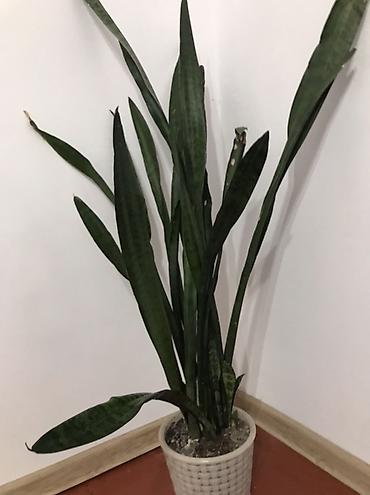 Драцены и Сансевиерии: Санcевиерия (Sansevieria, «тещин язык») и крассула (денежное дерево) в — 2