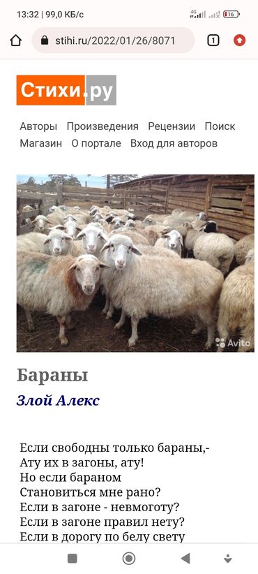 овцы бараны: Сатам |