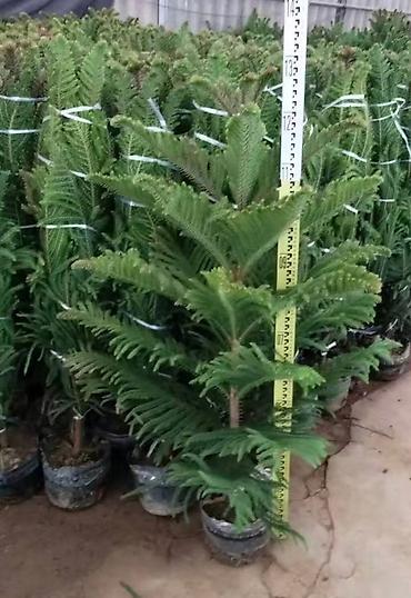 Другие комнатные растения: Комнатное растение с длинными, узкими листьями насыщенного зеленого — 7