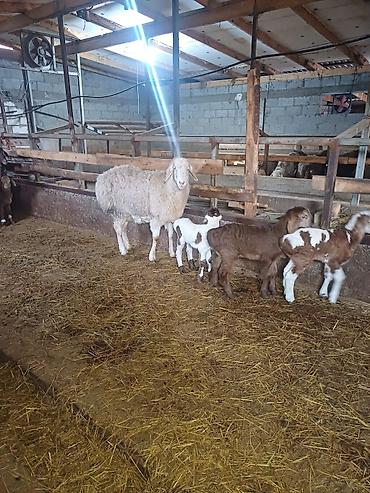 Баран, овца: Продаю | Овца (самка) | Арашан | Для разведения at lalafo.kg — 10 Баран, овца: Продаю | Овца (самка) | Арашан | Для разведения — 10