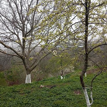 Torpaq sahələrinin satışı: Kənd təsərrüfatı — 18