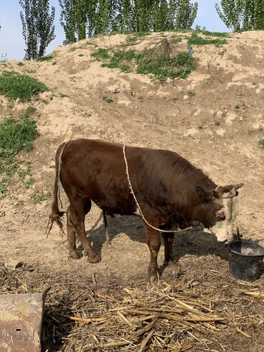 алатауская порода коров цена: Продаю | Бык (самец)