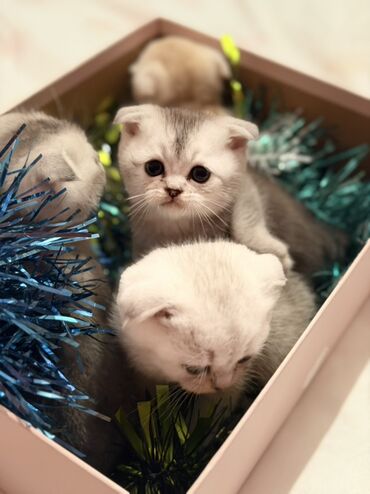 Pişiklər: Şotland — 5