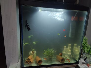 аквариум с рыбками цена бишкек: Продам аквариум с рыбками. Ёмкость 150 литров, имеется два фильтра