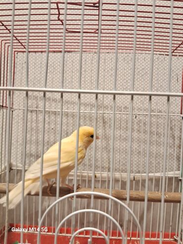 Bülbüllər: Erkək və mayalar satılır hazır quşlar hər qiymətə var — 7