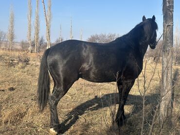 Лошади, кони: Продаю | Жеребец | Рабочий — 6