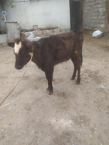 Dana, buzov: Dana, buzov — 1