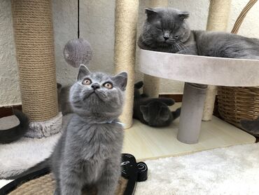 Pişiklər: Şotland, Dişi, Erkək, Ünvandan götürmə — 35