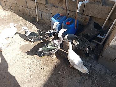 Ördəklər: Heyet balaca olduqdan satram 260 manata 12 dənədi 2 Erkey 10 dişi — 3