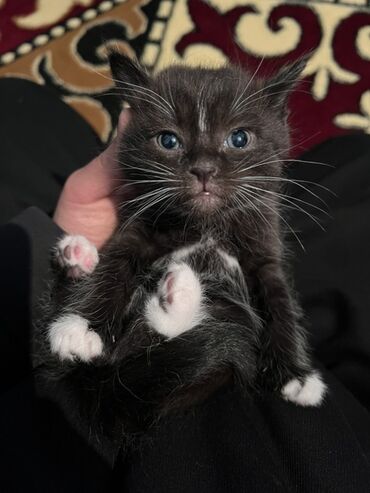 американская жесткошёрстная кошка цена: 1 месяц, Девочка