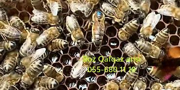 Arılar: Satışda 6 ramkalıq (ancaq 23 sm-lik ramka ) arı ailələri mövcuddur.Boz — 4