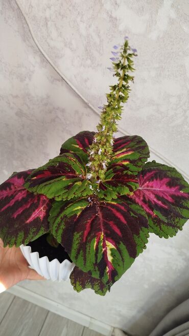 Герани и пеларгонии: Колеус (плектрантус скумариновый) с эффектной вариегатной листвой — 2