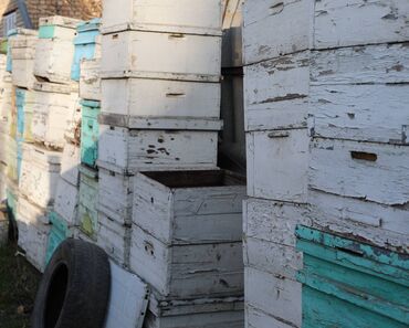 Товары и оборудование для с/х животных: Ульи около 45 комплектов. Рутовская система, корпусные, пригодны для — 5