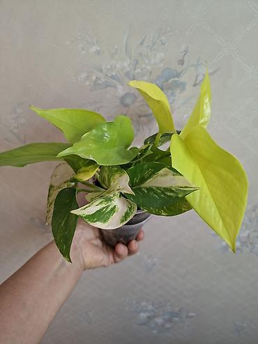 Сингониумы: Коллекция комнатных растений — подборка декоративно-лиственных — 43