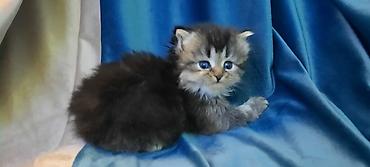 Pişiklər: Fars — 12