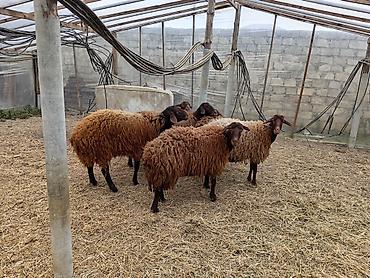 Qoyunlar, qoçlar: Dişi, Qala, il: 1, 50 kq, Damazlıq, Ünvandan götürmə — 7