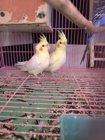 срочно в связи с переездом: Срочно срочно продается птинцы попугая кареллы