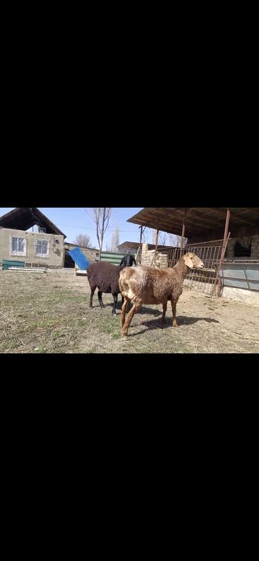 Бараны, овцы: Продаю | Ягненок | Арашан | Для разведения | Матка