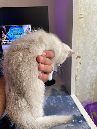 Pişiklər: Siam, Erkək, Dişi, Yaxşı əllərə, Ünvandan götürmə, Pulsuz çatdırılma, Ödənişli çatdırılma — 13