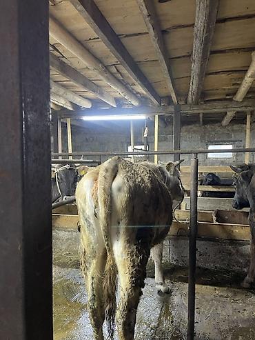 Коровы, быки: Продаю | Корова (самка) | Для молока | Привязанные at lalafo.kg — 6 Коровы, быки: Продаю | Корова (самка) | Для молока | Привязанные — 6