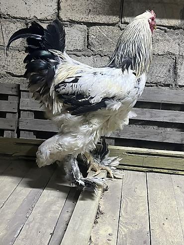 qu qusu satisi: Toyuq, Brama, Damazlıq — 1