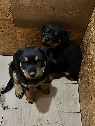İtlər: Rotveyler, 2 ay, Dişi — 11