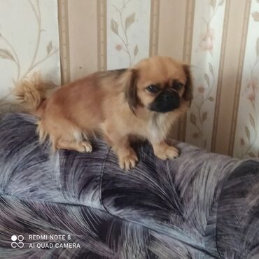 İtlər: Pekines, 2 il, Dişi, Peyvəndli, Ödənişli çatdırılma