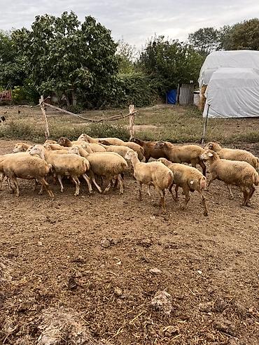 ucuz pisik yemekleri: Salam 19 baş bordaq quzusu satilir tərəzi ilə verilir
Ünvan : Şəki — 2