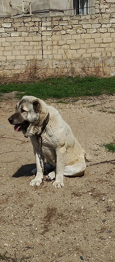 İtlər: Kanqal, 2 il — 3