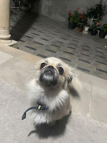 İtlər: Pekines, 5 ay, Erkək, Peyvəndli, Ünvandan götürmə, Ödənişli çatdırılma — 1
