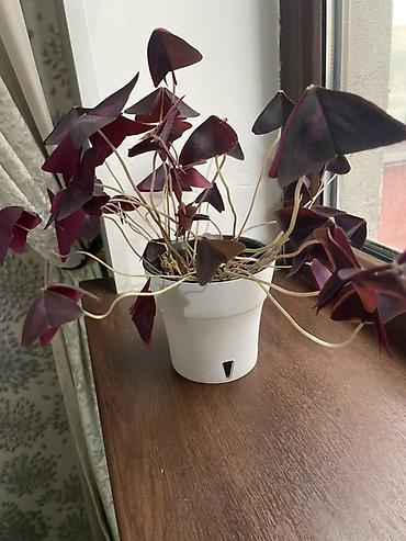 цикламен синий: Оксалис треугольный (Oxalis triangularis), фиолетовый сорт. - — 1