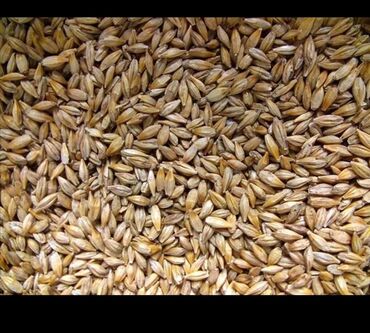 продаю пшеницу: Ячмень, чистый. В городе Кант. кукуруза дробленная 17сом ячмень