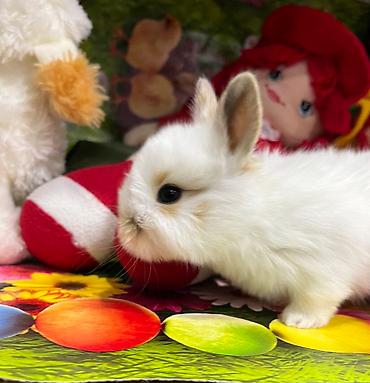 berde mal bazari: Salam🖐🏻. 🎁 Ad günlerinde bayram ve xüsusi günlerde Hediyye seçiminde — 2
