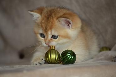 Pişiklər: Qızıl şinşilla, Erkək, Dişi, Ünvandan götürmə — 4