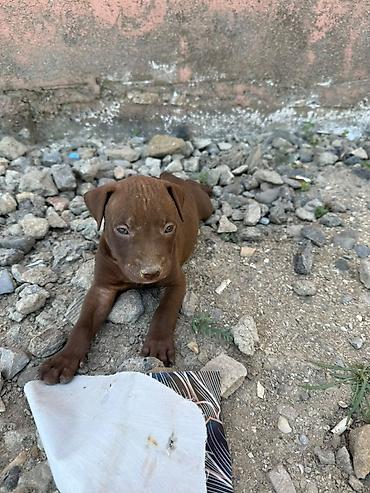 İtlər: Pitbul, 1 ay — 7