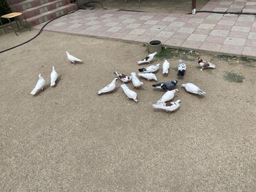 Gəmiricilər: Salam üsd üsdə 5 azndan çoxsu tutlmadi 16 eded quşdu sağlam quşdari