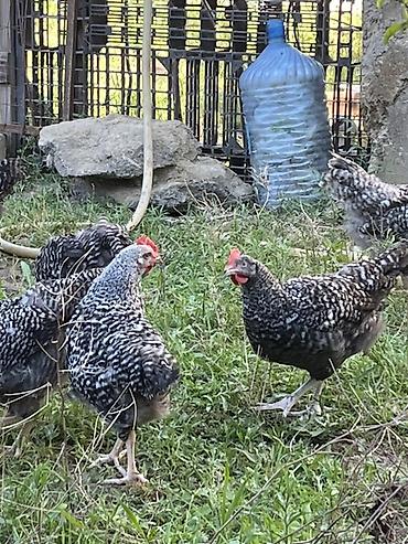 Toyuqlar: Məhsul: Xallı (barred) rəngli kənd toyuqları – yumurta və ətlik — 1
