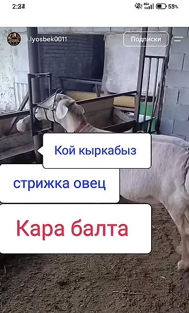 ветеринар ош: Стрижка овец — Кара-Балта - Профессиональная стрижка овец ручными и — 1