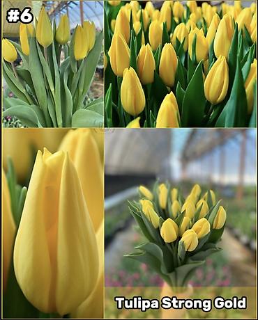 Организация мероприятий: Организация мероприятий | Букеты, флористика — 7