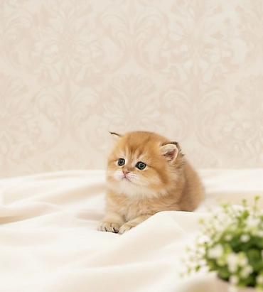 золотая шиншилла цена: 👑 Elite Golden Chinchilla balaları – ağ, qızılı və pələng naxışlı Ev — 8