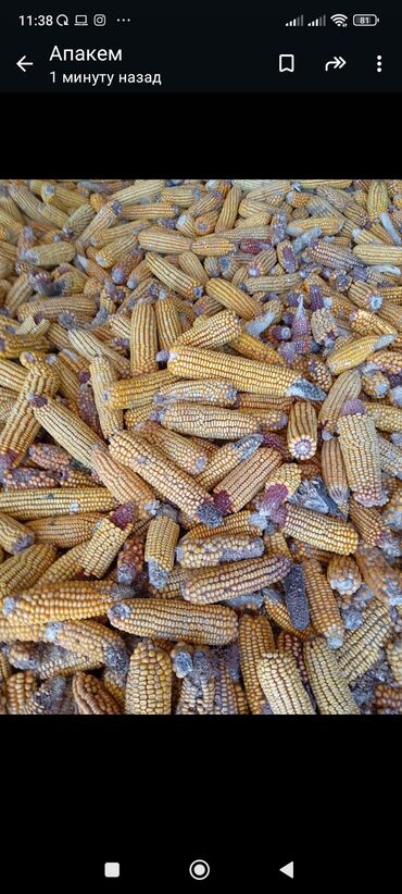 продает коврик: Семена и саженцы Кукурузы, Платная доставка