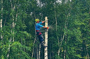 Спил деревьев, заготовка дров: Спил любых деревьев, в любых стесненных условиях, формирование кроны — 9