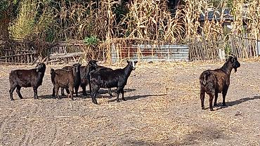 Продам с/х животных: Продаю | Коза (самка), Козёл (самец), Козлёнок | Полукровка, Зааненская | На забой, Для разведения, Для молока | Племенные, Осеменитель — 3