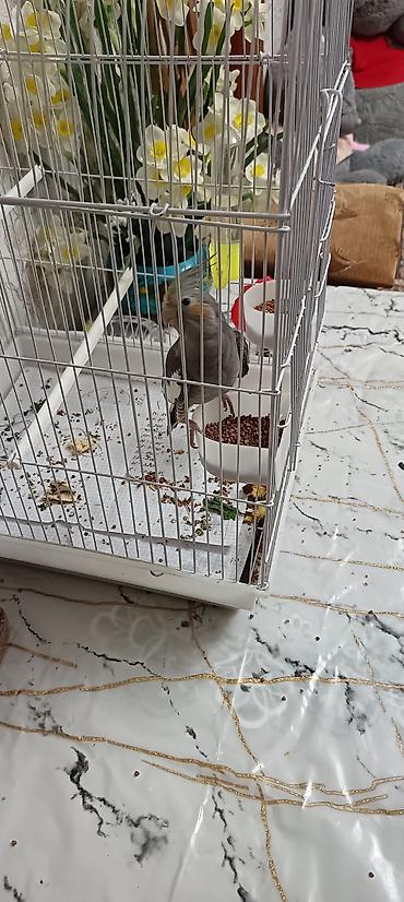 papuqay type 1: Məhsul: Nimfa (Cockatiel) papağanı və qəfəs dəsti Təsvir: - Rəng — 1